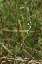 Spiranthes tuberosa