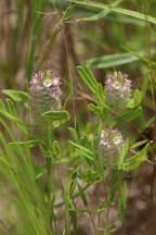 Cross-Leaved Milkwort