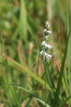 Spiranthes lacera var. gracilis