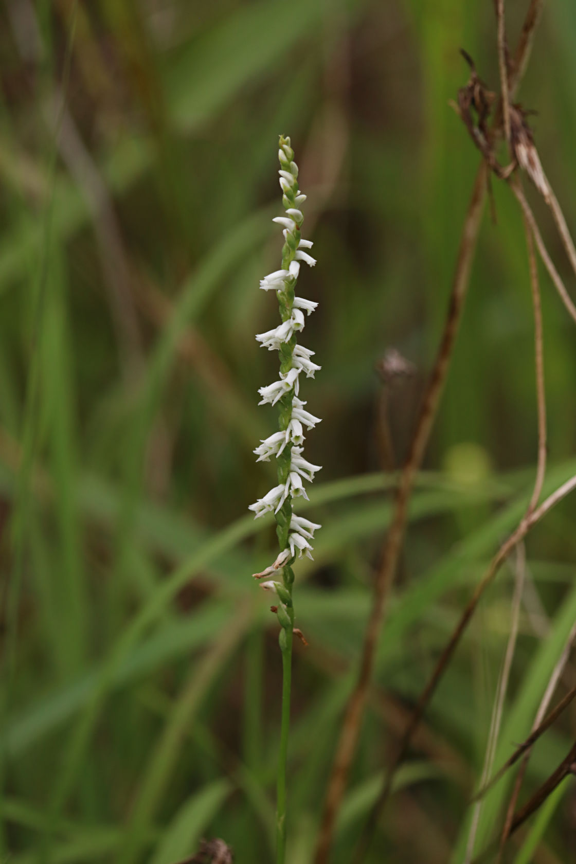 Southern Slender Lady's Tresses