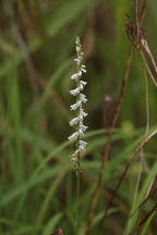 Spiranthes lacera var. gracilis