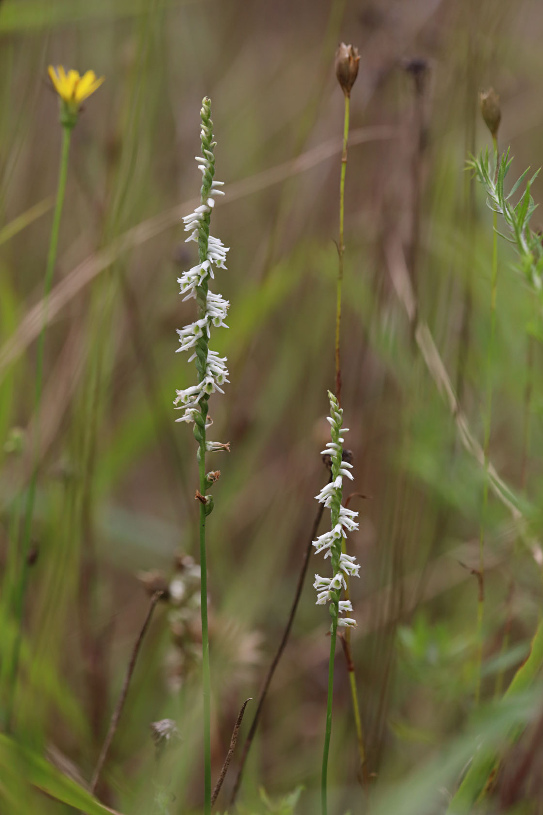 Southern Slender Lady's Tresses