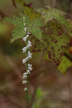 Spiranthes lacera var. gracilis