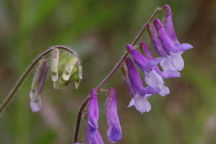 Vicia cracca