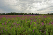 Purple Loosestrife