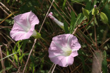 Calystegia sepium