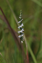 Spiranthes lacera var. gracilis