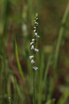 Spiranthes tuberosa