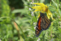 Helianthus giganteus