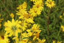 Helianthus giganteus