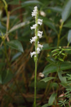 Spiranthes cernua