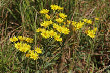 Chrysopsis mariana