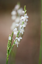 Polygonum articulatum