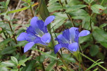 Gentiana autumnalis