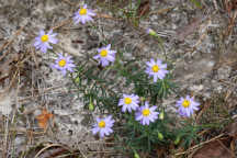 Ionactis linariifolius