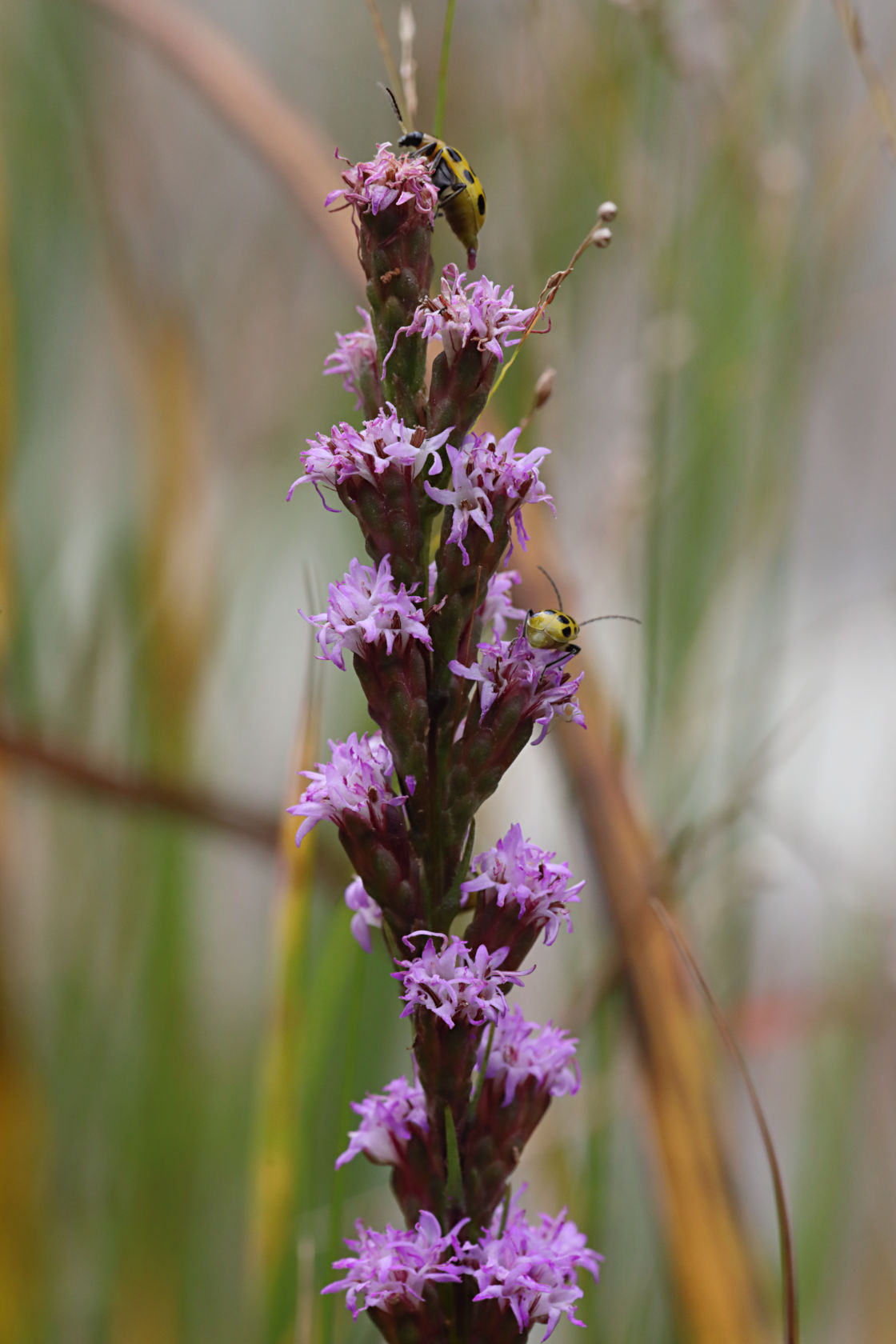 Shaggy Blazing Star