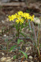 Shaggy Golden Aster