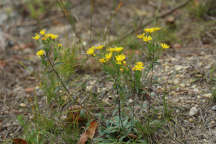 Shaggy Golden Aster