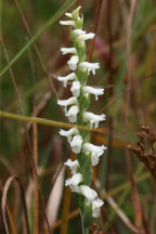 Spiranthes cernua