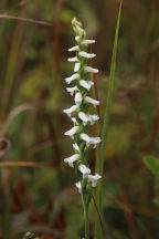 Spiranthes cernua