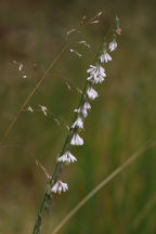 Pine Barren Rattlesnake Root