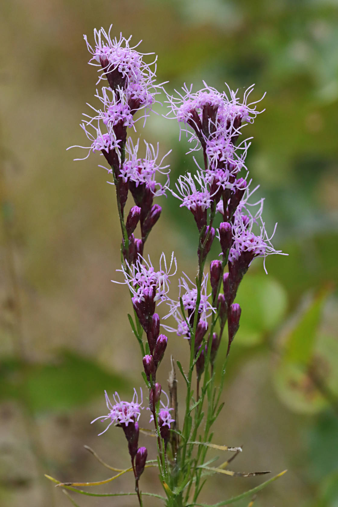 Dense Blazing Star