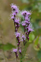 Liatris spicata