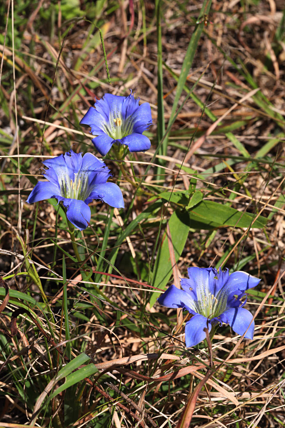 Pine Barren Gentian