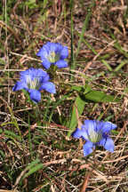 Gentiana autumnalis