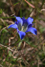 Gentiana autumnalis