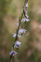 Prenanthes autumnalis