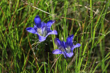 Gentiana autumnalis