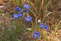 Pine Barren Gentian