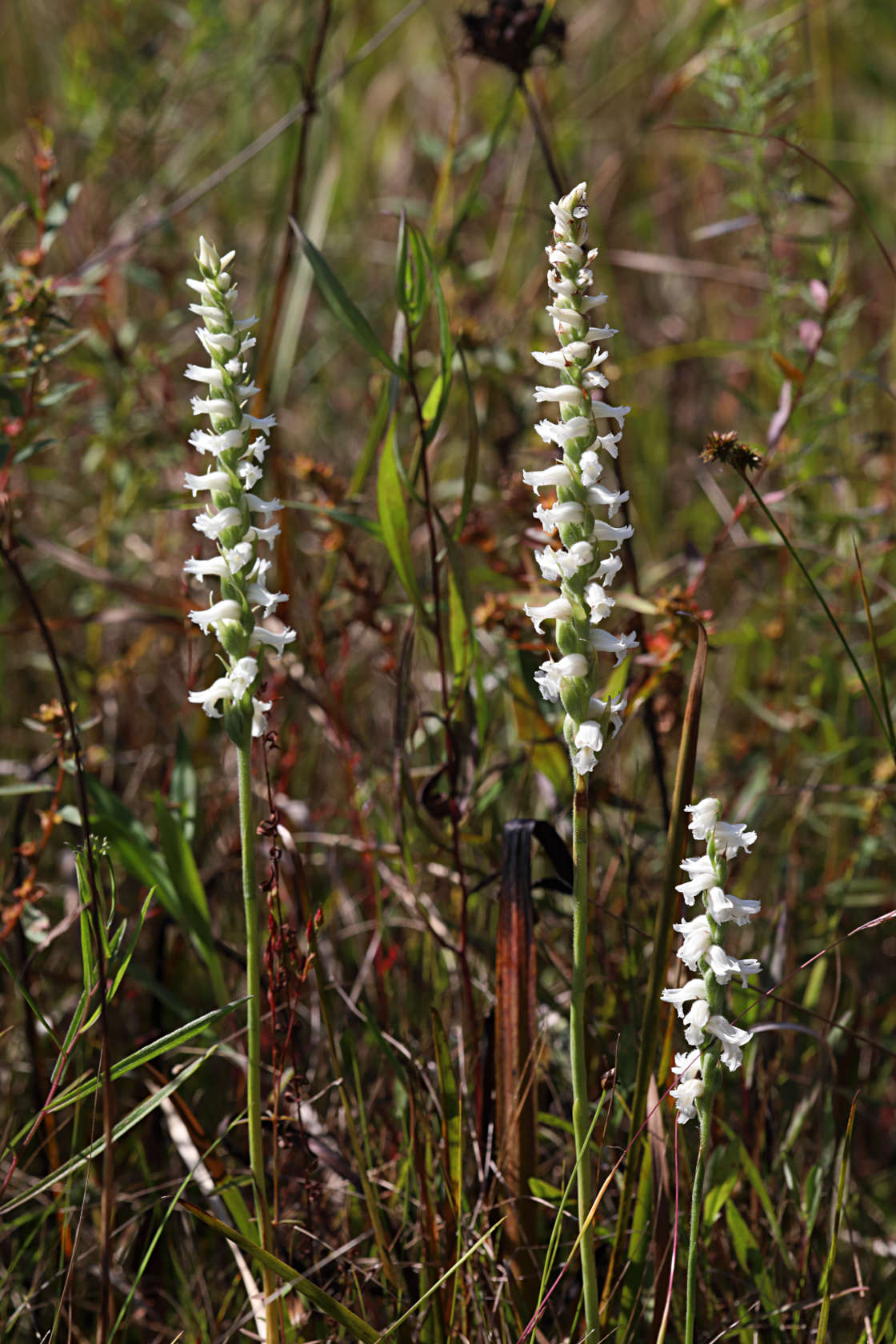 Nodding Ladies' Tresses