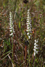 Spiranthes cernua