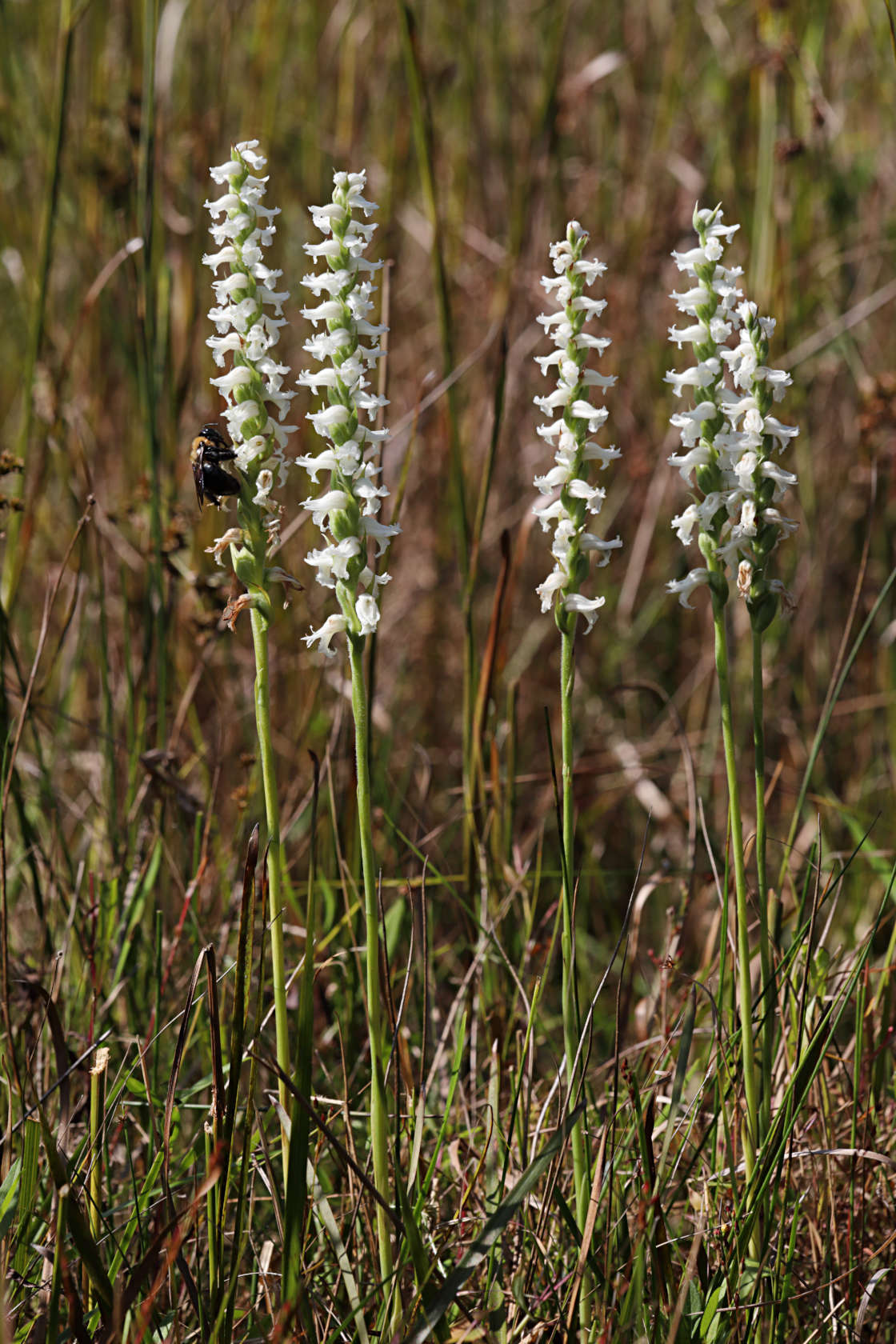 Nodding Ladies' Tresses