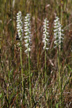 Spiranthes cernua