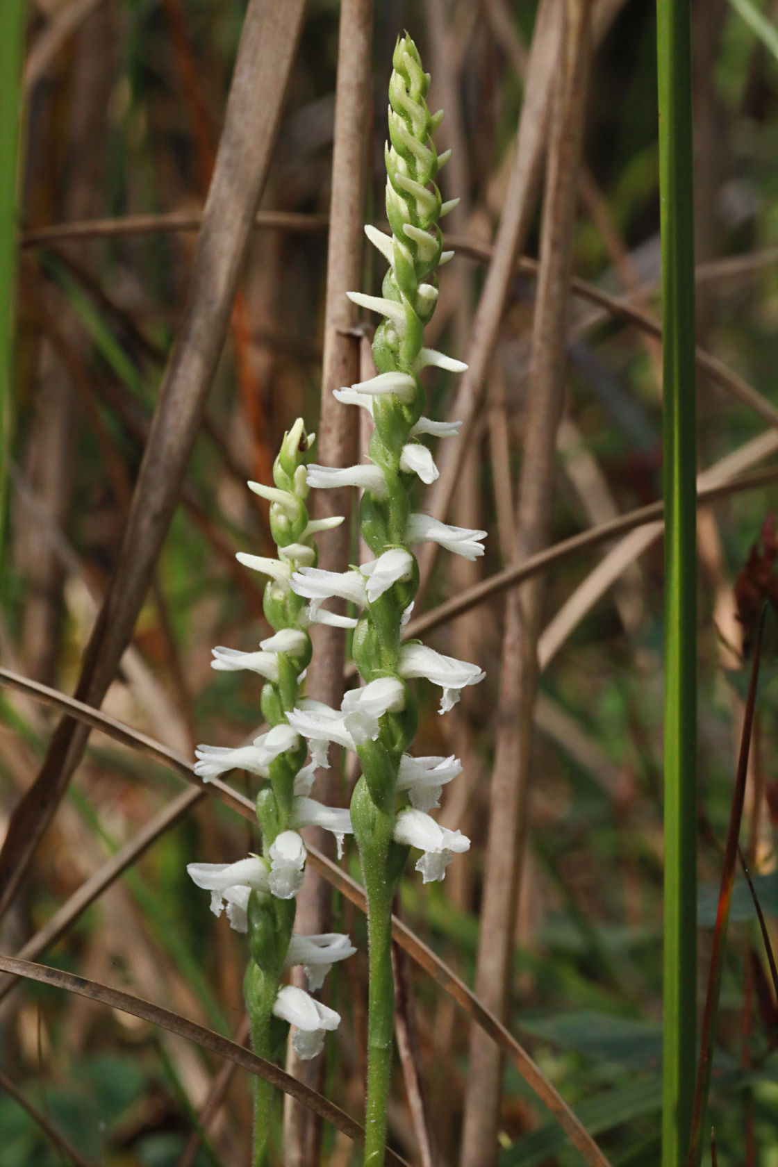 Atlantic Ladies' Tresses