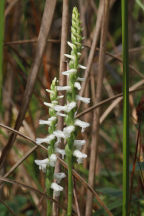 Spiranthes bightensis