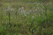 Spiranthes cernua