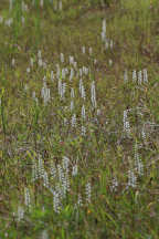 Spiranthes cernua