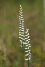 Spiranthes cernua