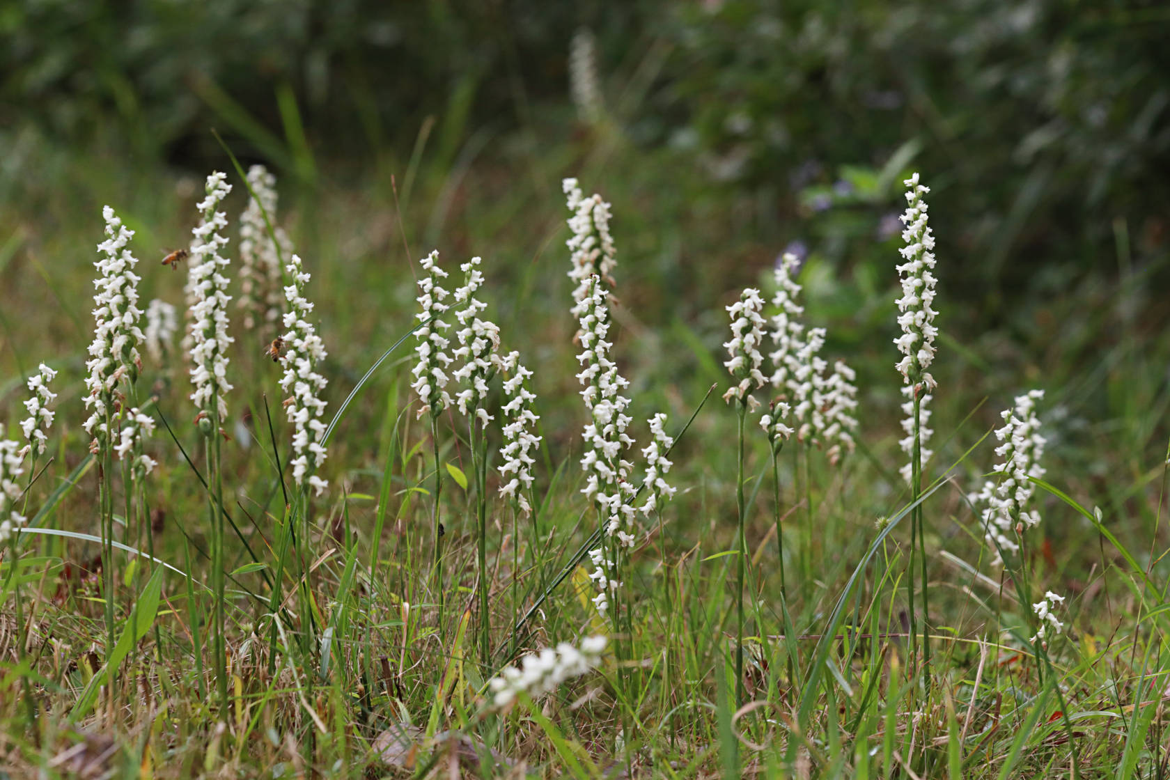 Nodding Ladies' Tresses