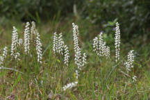 Spiranthes cernua