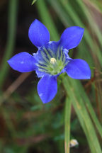 Gentiana autumnalis