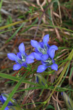 Gentiana autumnalis