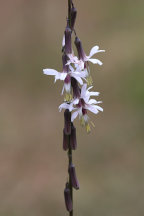 Pine Barren Rattlesnake Root