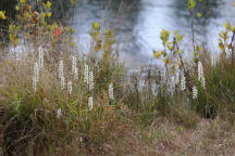 Spiranthes cernua