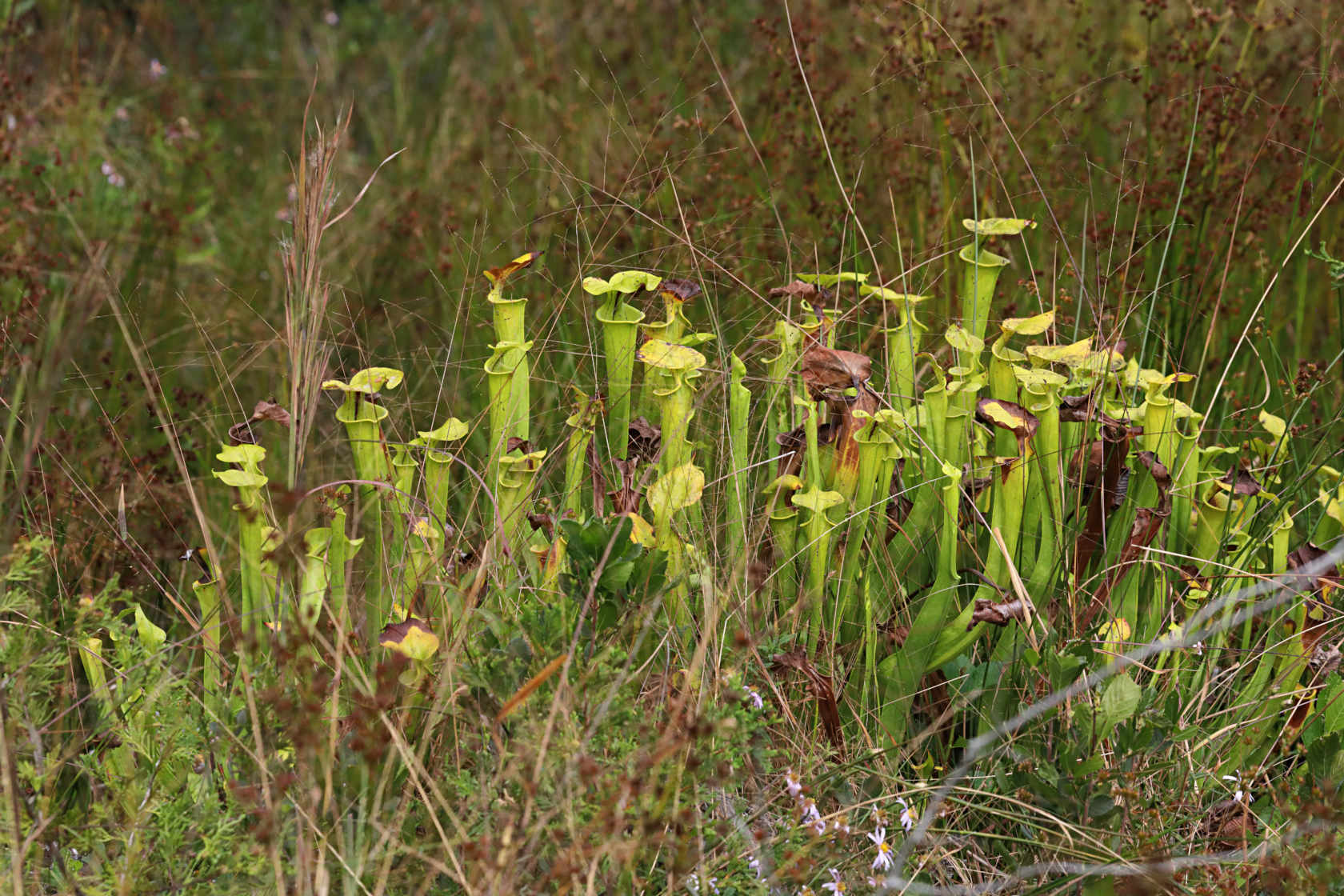 Yellow Pitcher Plant