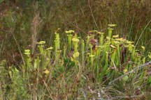 Sarracenia flava